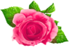 Beautiful Rose Image